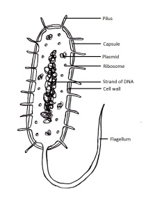 Bacteria cell 