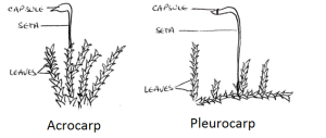 Acrocarp and Pleurocarp