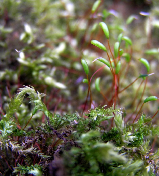 Moss with Sporophytes (capsules and seta)