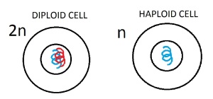 Diploid and Haploid Cells