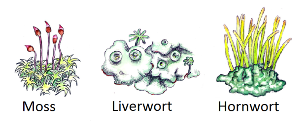 Moss, Liverwort, Hornwort