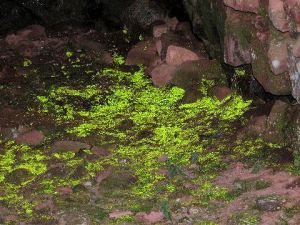 Luminous Moss