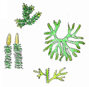 Some clubmoss  shapes
