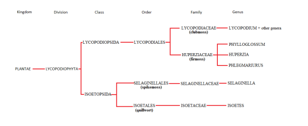 Lycopodiophyta Family Tree