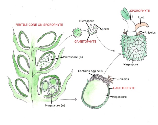 Selaginella - Heterosporous Reproduction
