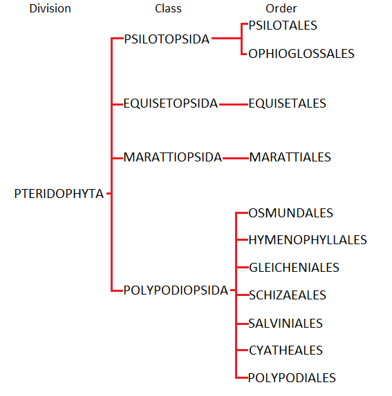 Pteridophyta Family Tree
