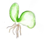 Fern gametophyte