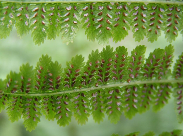 Sori on fern leaf