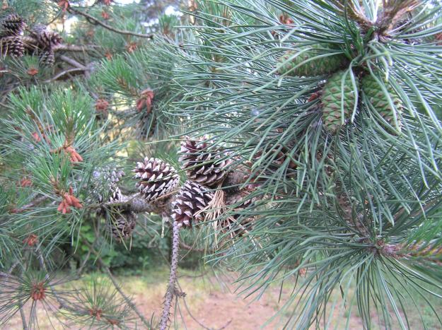 Cones on Pinus armandii