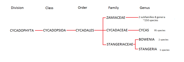 Cycadophyta Family tree