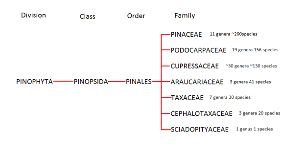 Pinophyta Family Tree