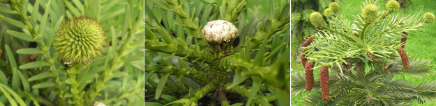 Wollemi pine - Wollemia nobilis 