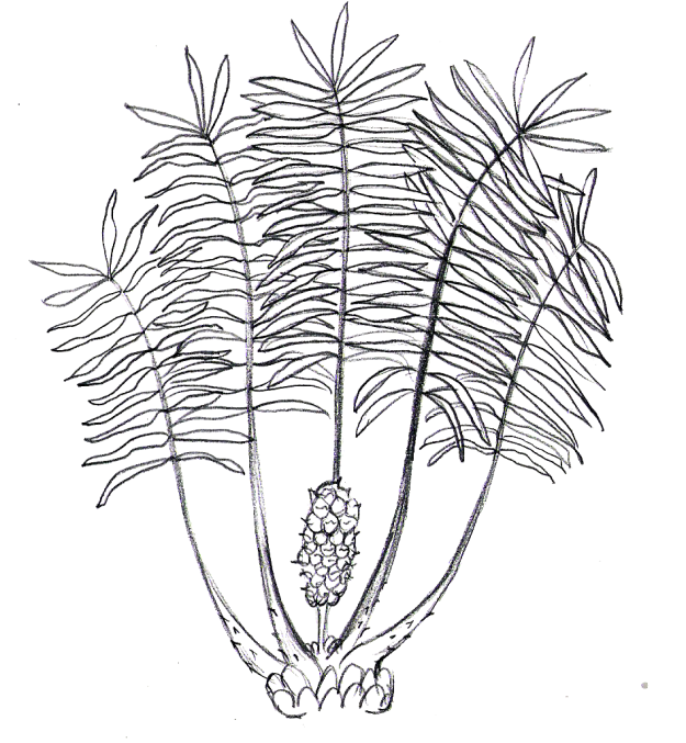 Ceratozamia with Female Cone