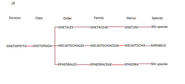 Gnetophyta Family Tree
