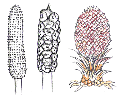 Male Cones of Ceratozamia,, Chigua and Cycas