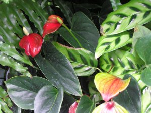 Anthurium and Ctenanthe - two flowering plants