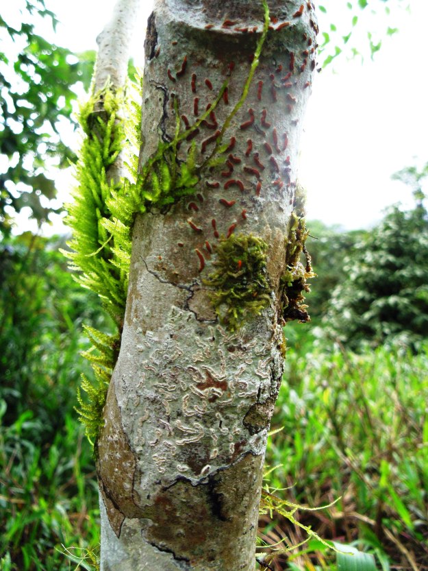 Insect gall on tree trunk