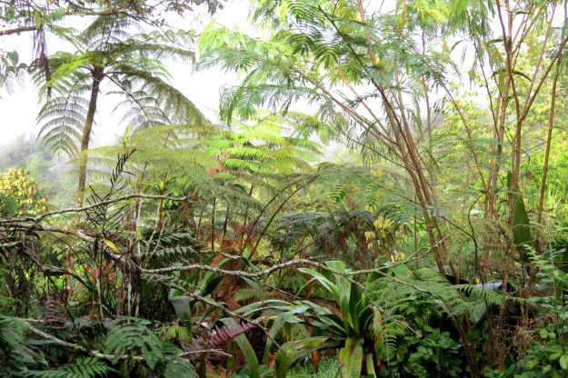Tree ferns with a backdrop of mist