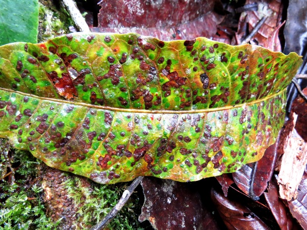 Leaf Spot Galls