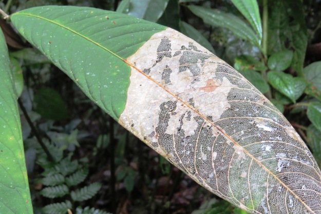 Partially decayed, but still attached leaf