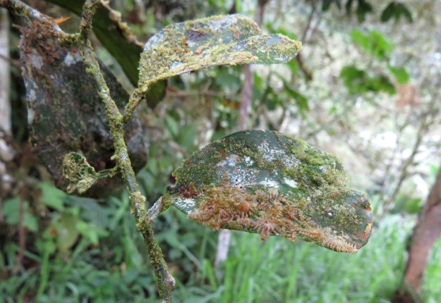 Moss growing on leaf