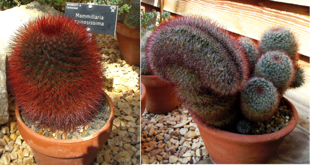 Normal and fasciated Mammilaria