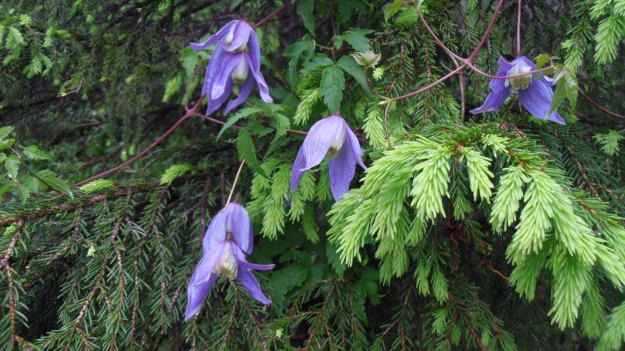 Clematis and pine